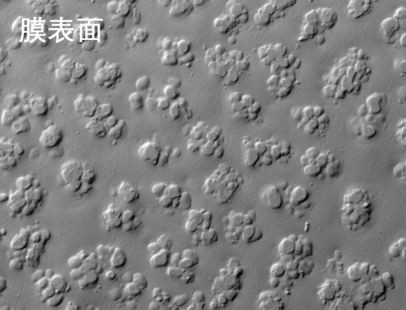 秋葵APP官方网站IOS在线观看烧结管式膜电镜照片